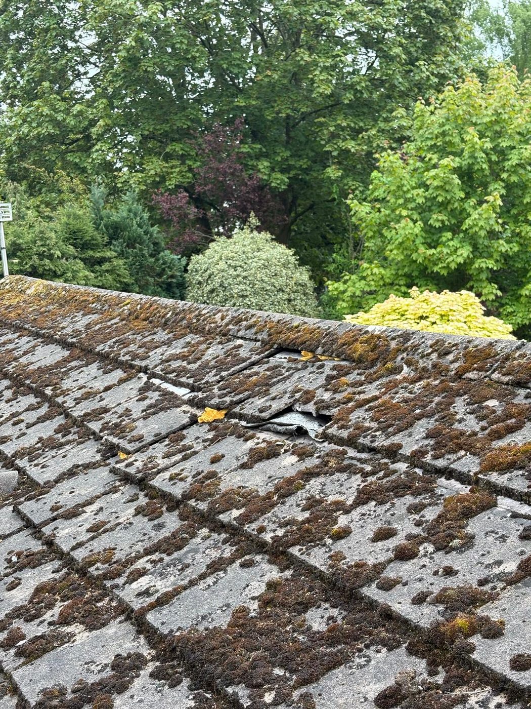 Slipped and displaced concrete roof tiles near the ridge of a moss covered roof, with a gap where a tile has come away exposing the torn felt underneath
